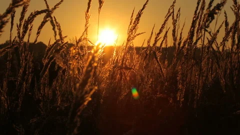 Beautiful summer landscape of a field. View to the farm field Stock Footage 142003479