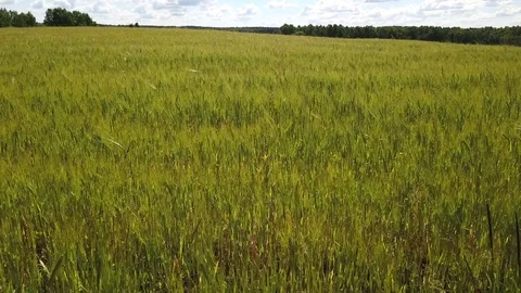 Beautiful summer landscape. Stock Footage 78691816