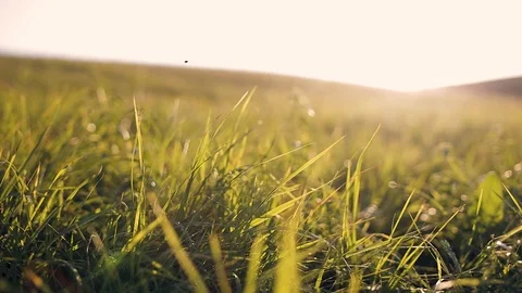 Beautiful Summer Landscape Stock Footage 88719920