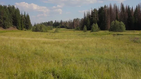 Beautiful summer landscape Stock Footage 97890447