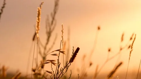 A beautiful summer landscape Stock Footage 281732112