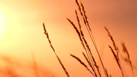 A beautiful summer landscape Stock Footage 281732113