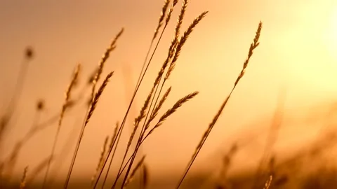 A beautiful summer landscape Stock Footage 281732121