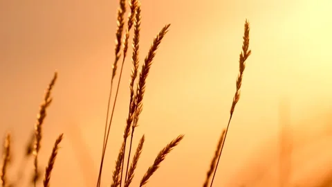 A beautiful summer landscape Stock Footage 281861143