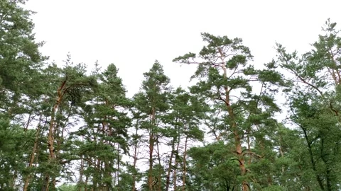 Beautiful summer landscape in the forest. Stock Footage 158022198