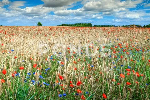 Beautiful summer landscape with grain and red poppy field Stock Photos