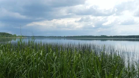 Beautiful summer landscape. Grass grows on the banks of the river Stock Footage 197369851