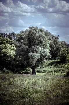 Beautiful summer landscape with willow tree and cloudy sky. Toned. Stock Photos