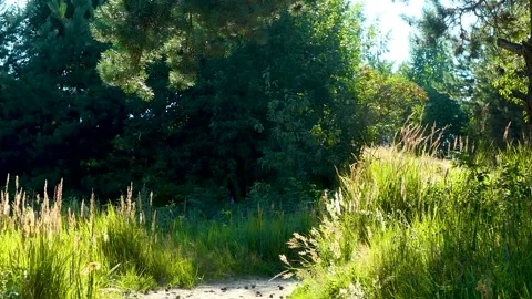Beautiful summer lights in a forest Stock Footage 233815031