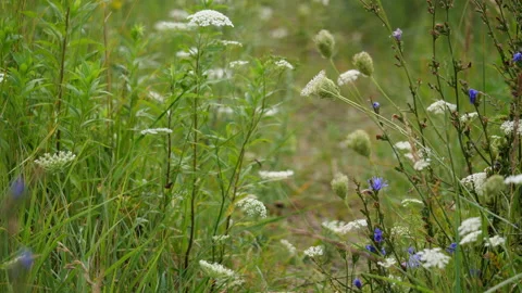 Beautiful summer meadow Video stock 202904280