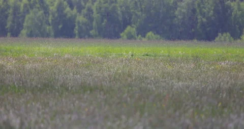 Beautiful summer meadow, forest in the background, 4K slomo Stock Footage 169233051