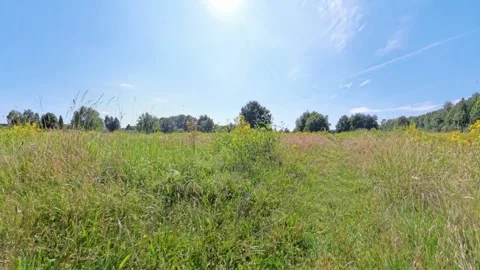 A Beautiful Summer Meadow Surrounded by a Clear Blue Sky, Radiating Joy and Stock Footage 305490772