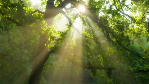 Beautiful summer morning in the forest. Sun rays break through the foliage of Stock Footage
