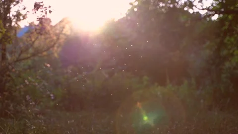 Beautiful summer nature at sunset. Midges swarm over grass in front of the sun. Stock Footage 157683425
