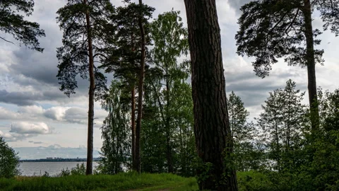 Beautiful, summer, pine landscape, lit by the rays of the sun, time lapse Stock Footage 133821838