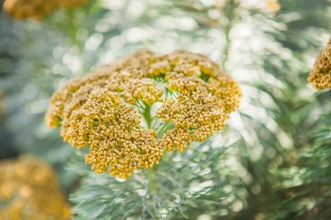 Beautiful summer plants Stock Photos