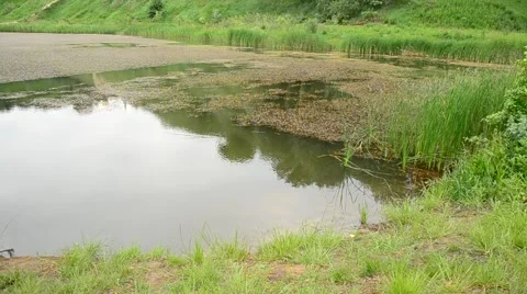 Beautiful summer pond with small waves, algae, green grass, reed Stock Footage 50845789