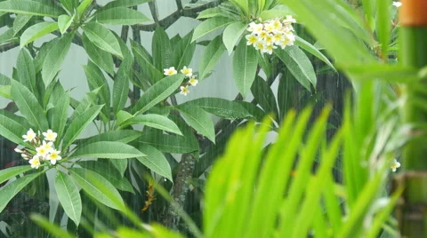 Beautiful summer rain on a background of foliage Video stock 52609727