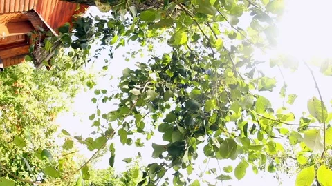 Beautiful summer rays of the sun make their way through green leaves of a tree. 스톡 동영상 113687167