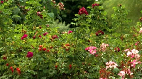 Beautiful summer roses pull into focus Stock Footage 12017846