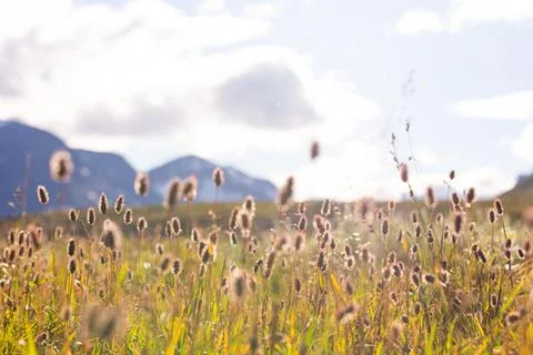 Beautiful summer scenery with native vegatation in Sarek National Park, Swede Stock Photos