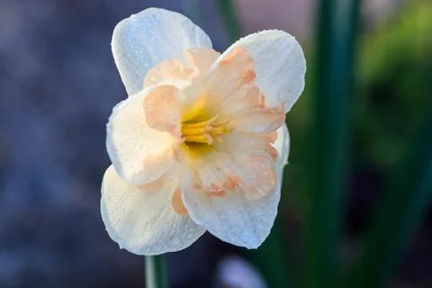 Beautiful summer Split-crowned daffodils Split-Corona Stock Photos