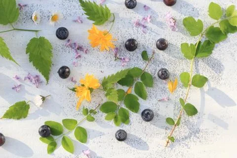 Beautiful summer/ spring background with fresh flowers and leaves on white Stock Photos