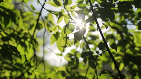 Beautiful summer sun between green leaves. Nature background close up. Stock Footage 170073028
