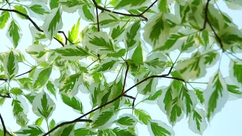 Beautiful summer sun between green leaves. Nature background close up. Vertical Stock Footage 302251832