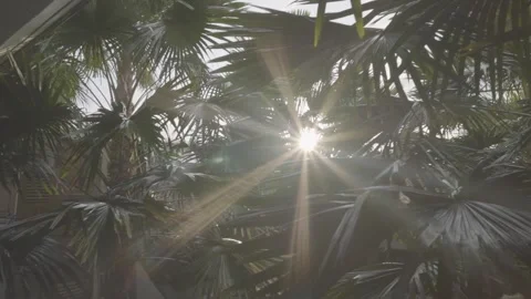 Beautiful summer sun flare between green leaves at tropical forest Stock Footage 305764322