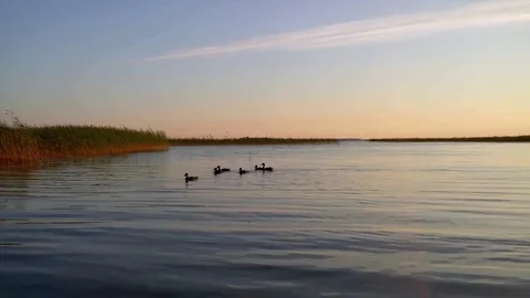 Beautiful summer sunset and wild ducks on the lake Stock Footage 73492364