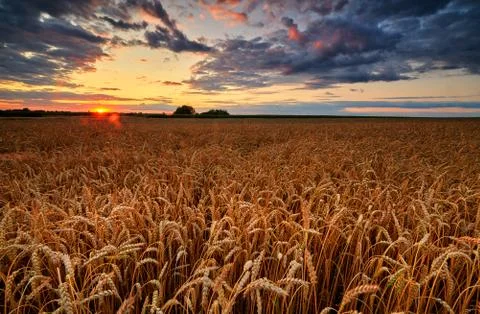 Beautiful summer sunset over fields Stock Photos