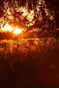 Beautiful summer sunset Stock Photos