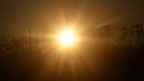 Beautiful summer sunset  through the grass Stock Footage 108115167
