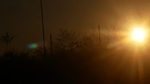 Beautiful summer sunset  through the grass Video stock 108115314