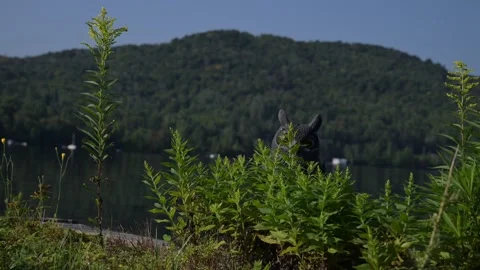 Beautiful summer time lake view and owl Stock Footage 297792995