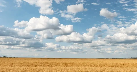 Beautiful summer time lapse in a field with wheat. Stock Footage 113377836