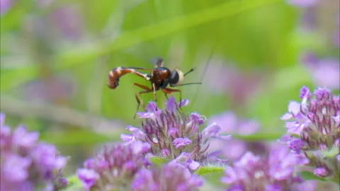 A beautiful summer video of bees in a meadow among flowers Video stock 336248657