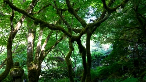 Beautiful summer view of Sunken Garden at Butchart Gardens on Vancouver Island Stock Footage 302068660
