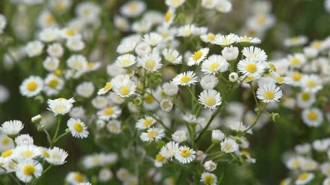 Beautiful summer wildflowers Stock Footage 78516637