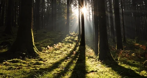 Beautiful sun beams through forest trees Stock Footage 97994557