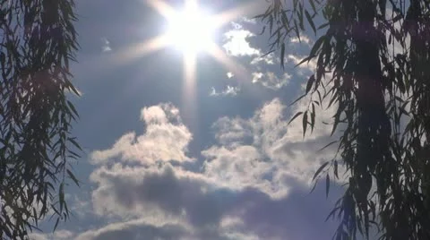 A beautiful sun between willow Stock-Footage 11887347