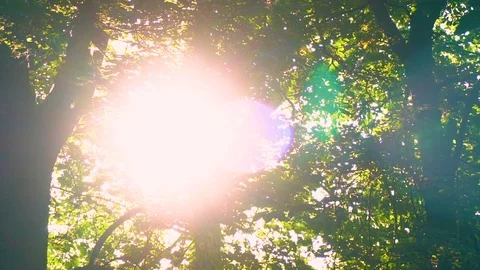 Beautiful Sun Burst Seen Through Leaves of Tree in Slow Motion Stock Footage 96740109
