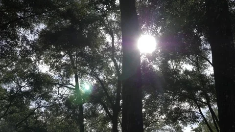 Beautiful Sun Flare Through Florida Wooded Area Stock Footage 80533800