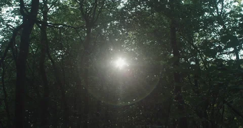 Beautiful sun flare through tree tops in a forest Video stock 230585990