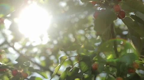 Beautiful sun flare through trees with cherries Stock Footage 38441159