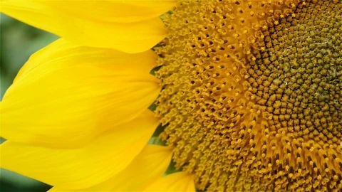 Beautiful sun flower in the wind close up Stock Footage 83299283