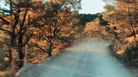 Beautiful Sun in Forest Trees and road Stock Footage 142428253