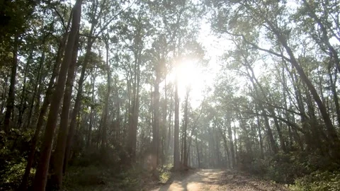 Beautiful sun gleaming through the trees in Jim Corbett national park Stock Footage 303274987