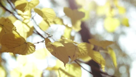 Beautiful sun light shining throw autumn leaves foliage Stock Footage 114623195